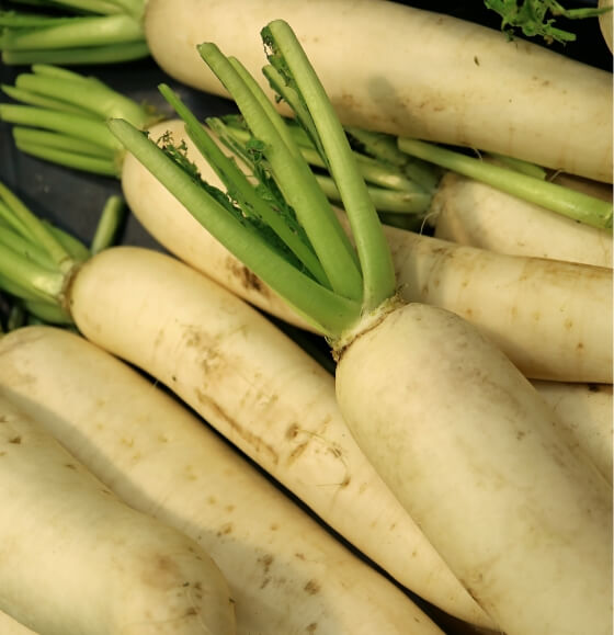 Les panais bio dans les Ardennes