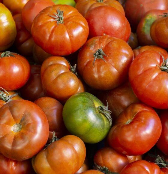 Tomate bio dans les Ardennes