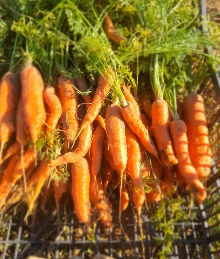 Vente de carotte bio