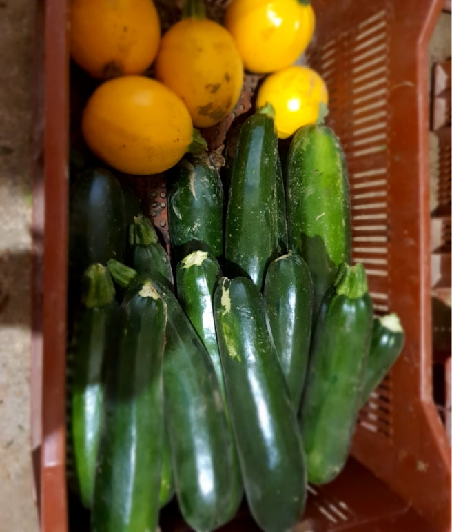 Nos courgettes locales