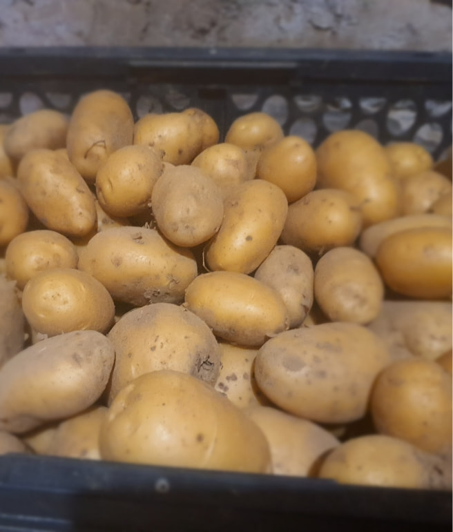 Nos pommes de terre bio